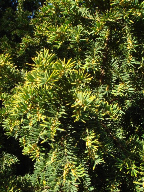 Taxus baccata 'Repandens Aurea' rameau